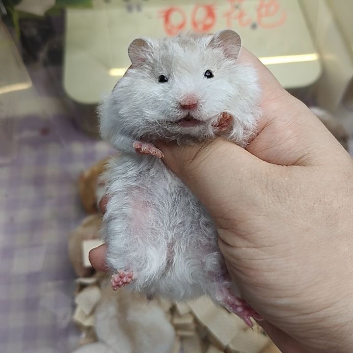 7-1卷毛巧波妹妹7.03