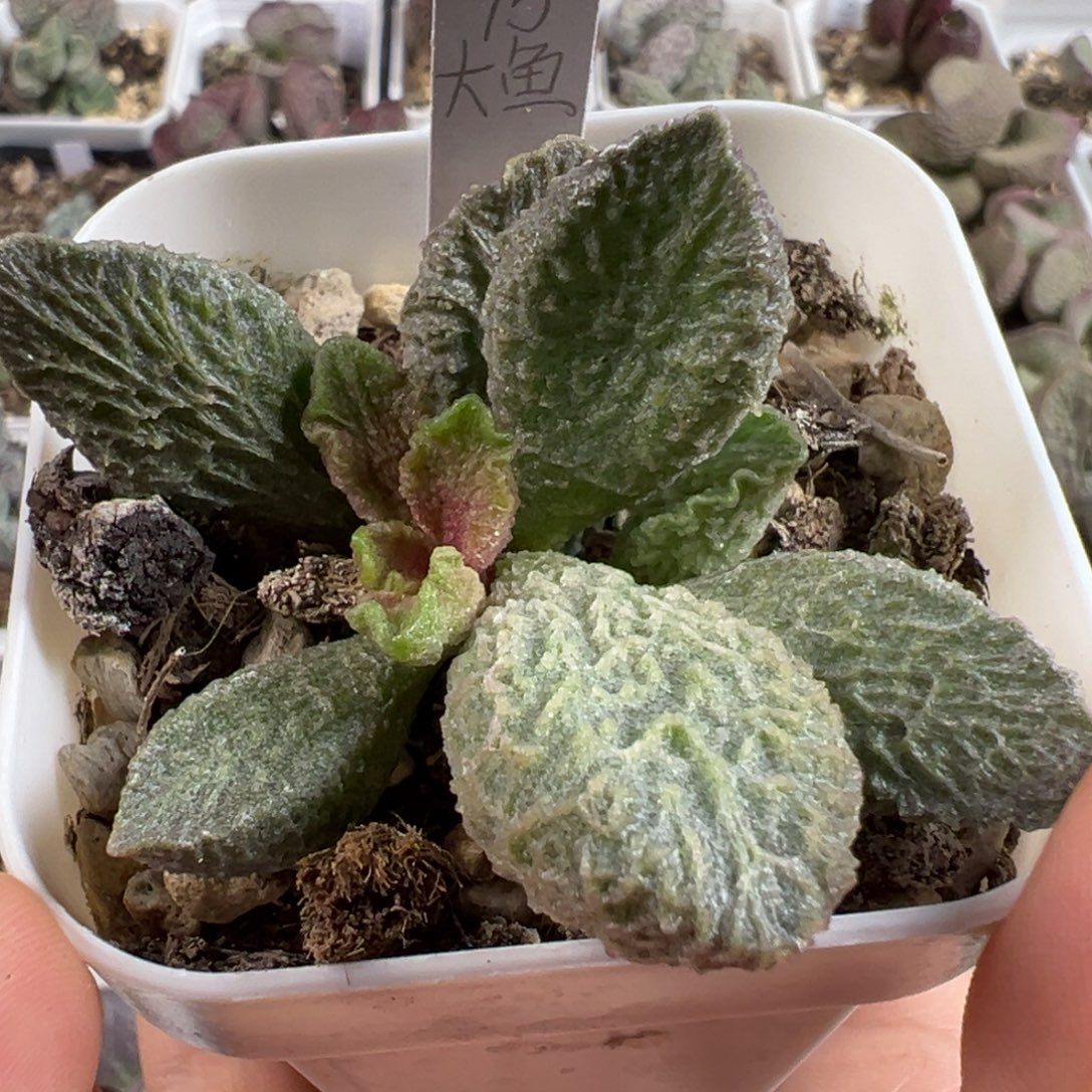 岩***儿w大鱼海棠多肉植物水泡