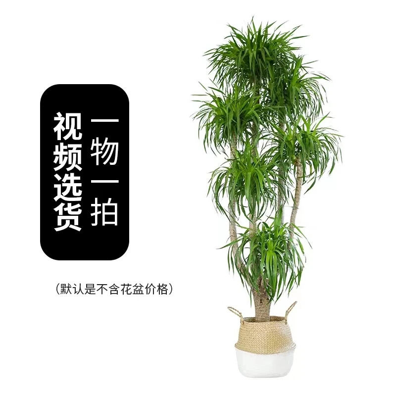 龙血树【三九八款】客厅清新好养活室内绿植办公室霸气大绿植龙血树