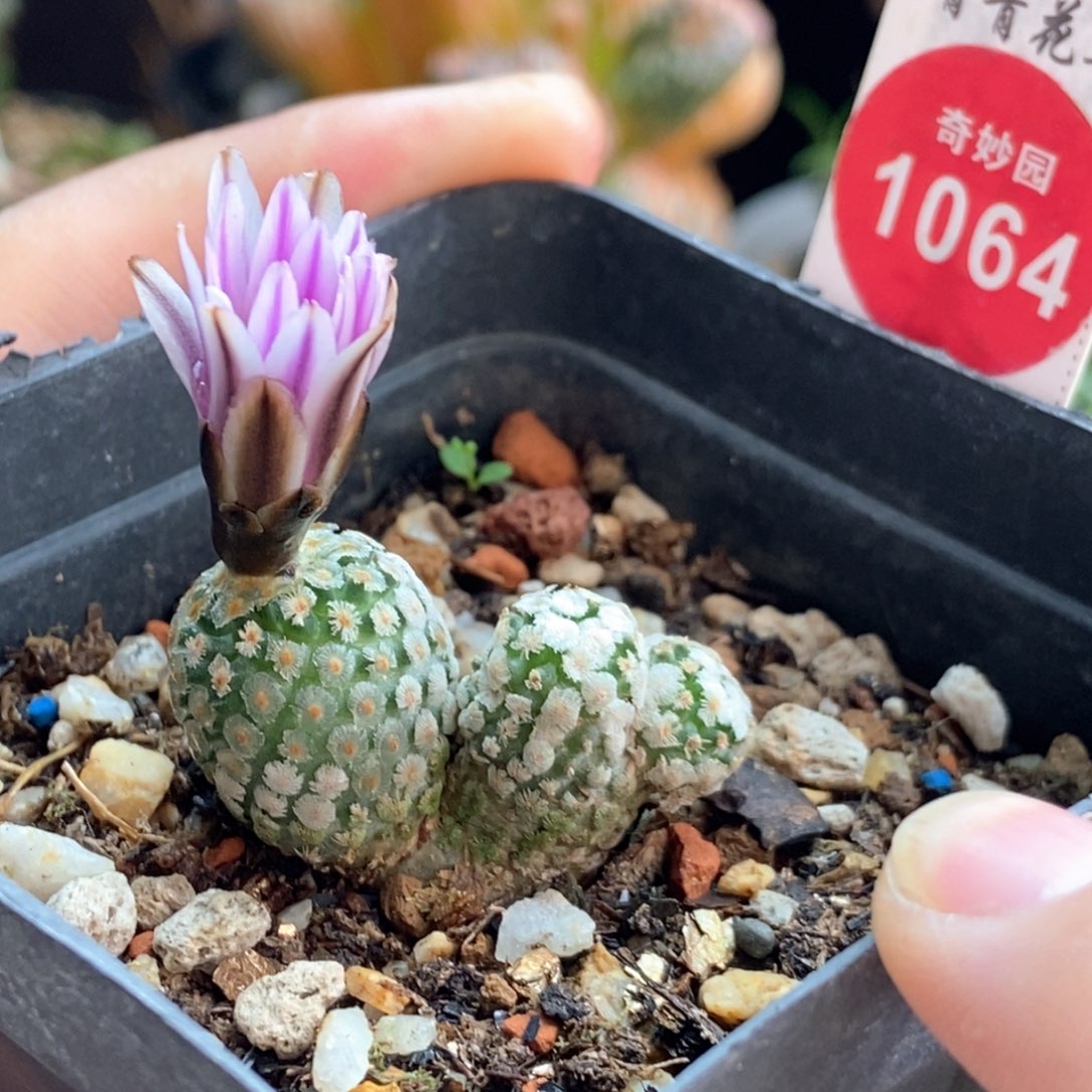 实生紫花蔷薇丸群一颗仙人球