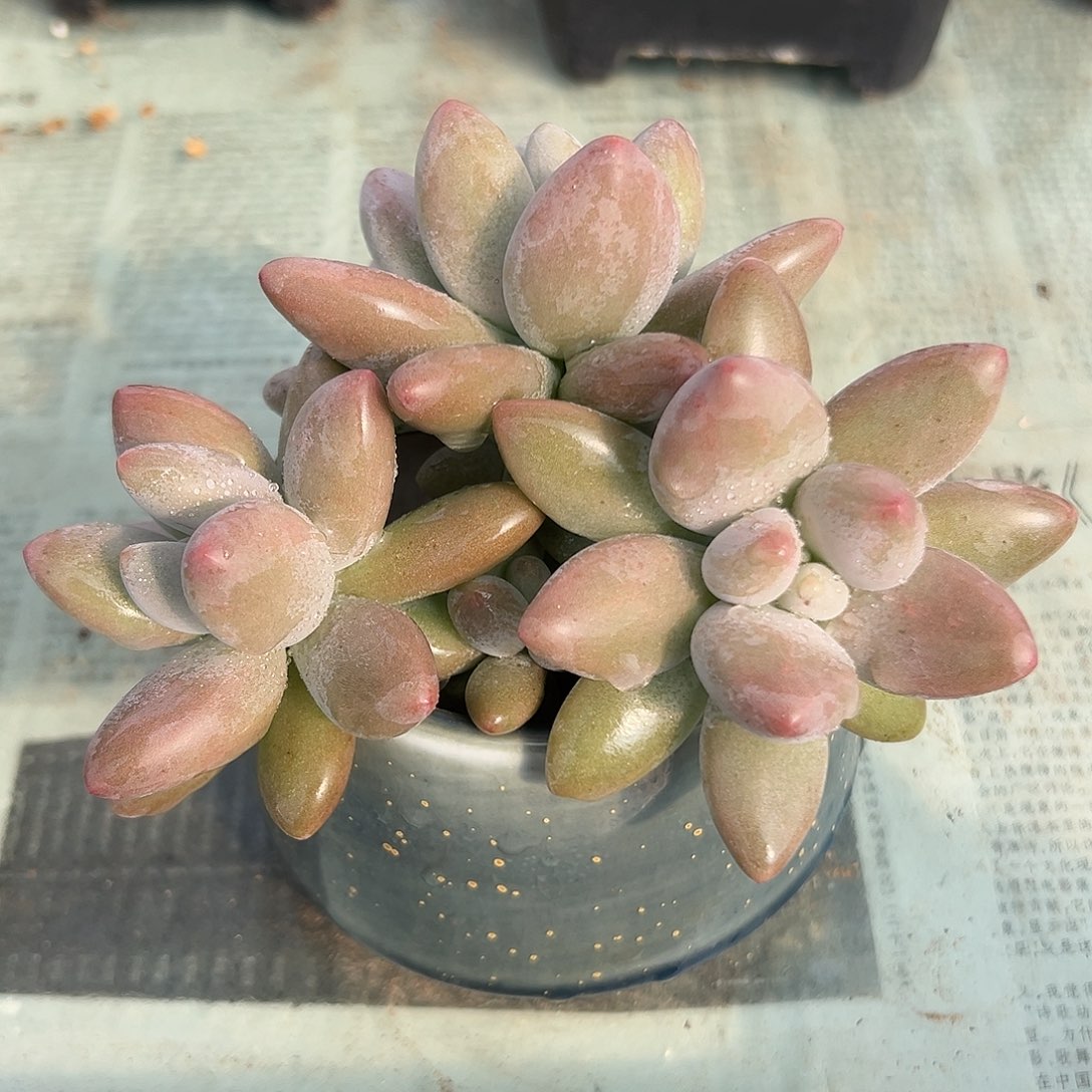 白兰地潜力股一物一拍