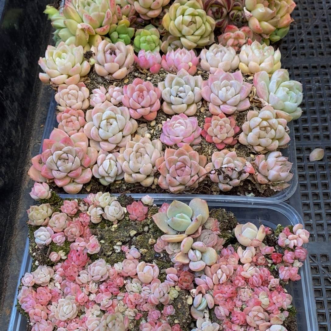 686多人在一起的时候我