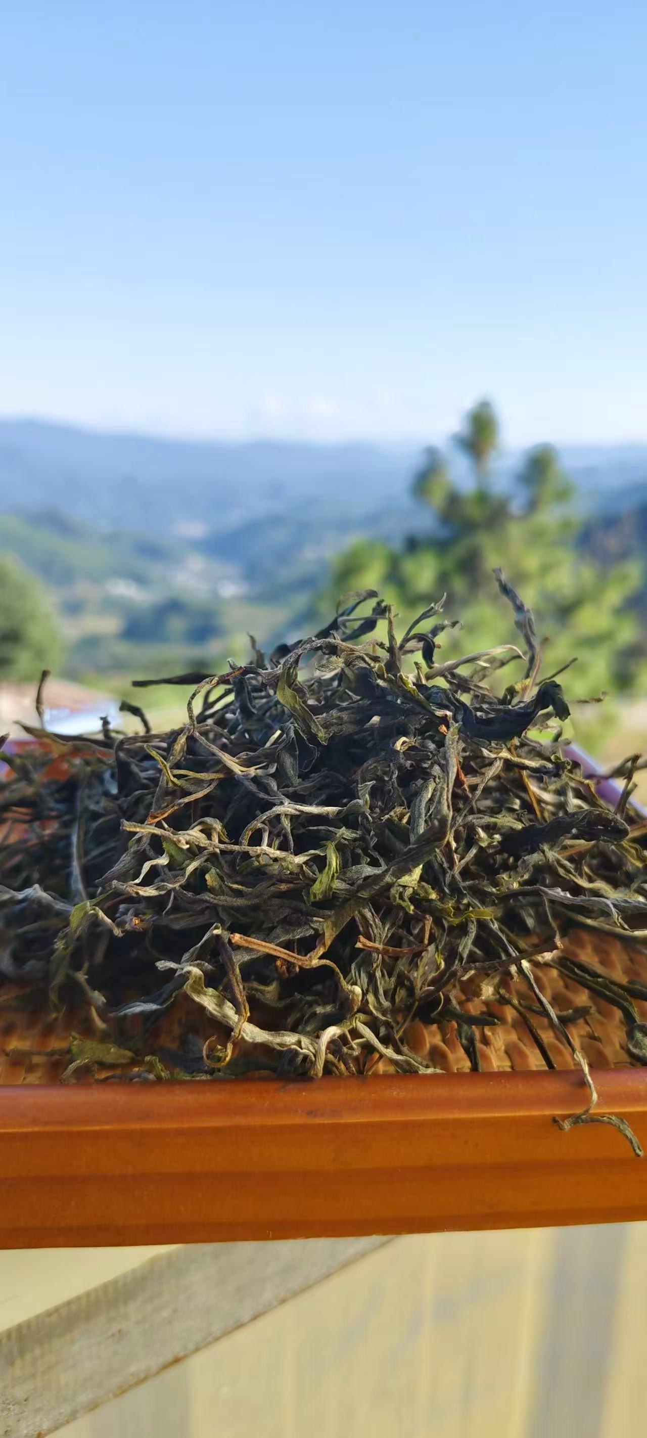 [古树散茶]2025年秋生茶