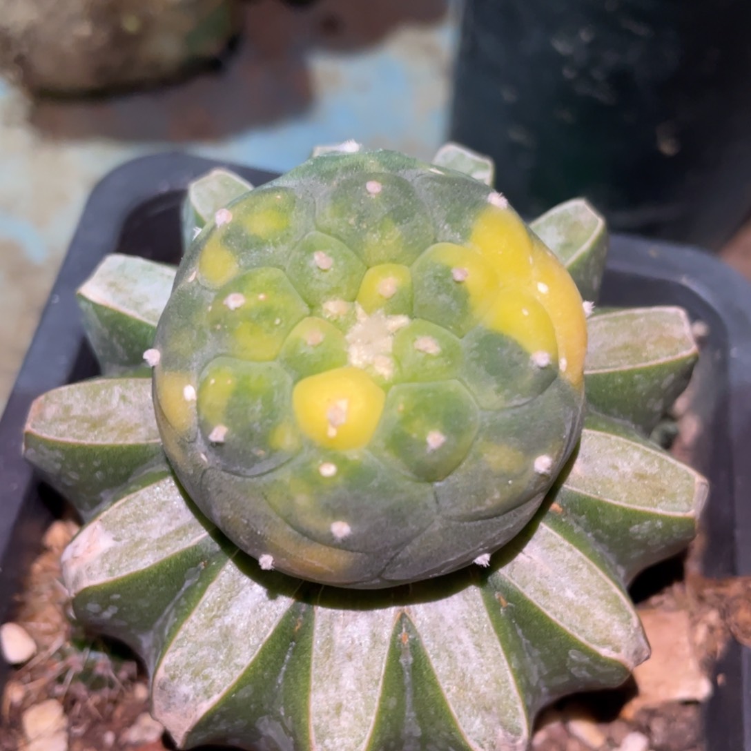 乳突散斑犹银锦 仙人球开花