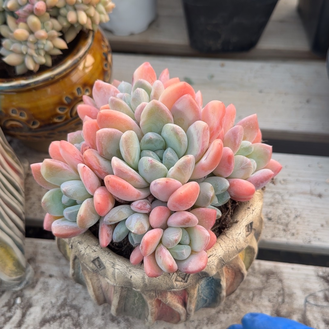 梦幻群生五十包邮老桩