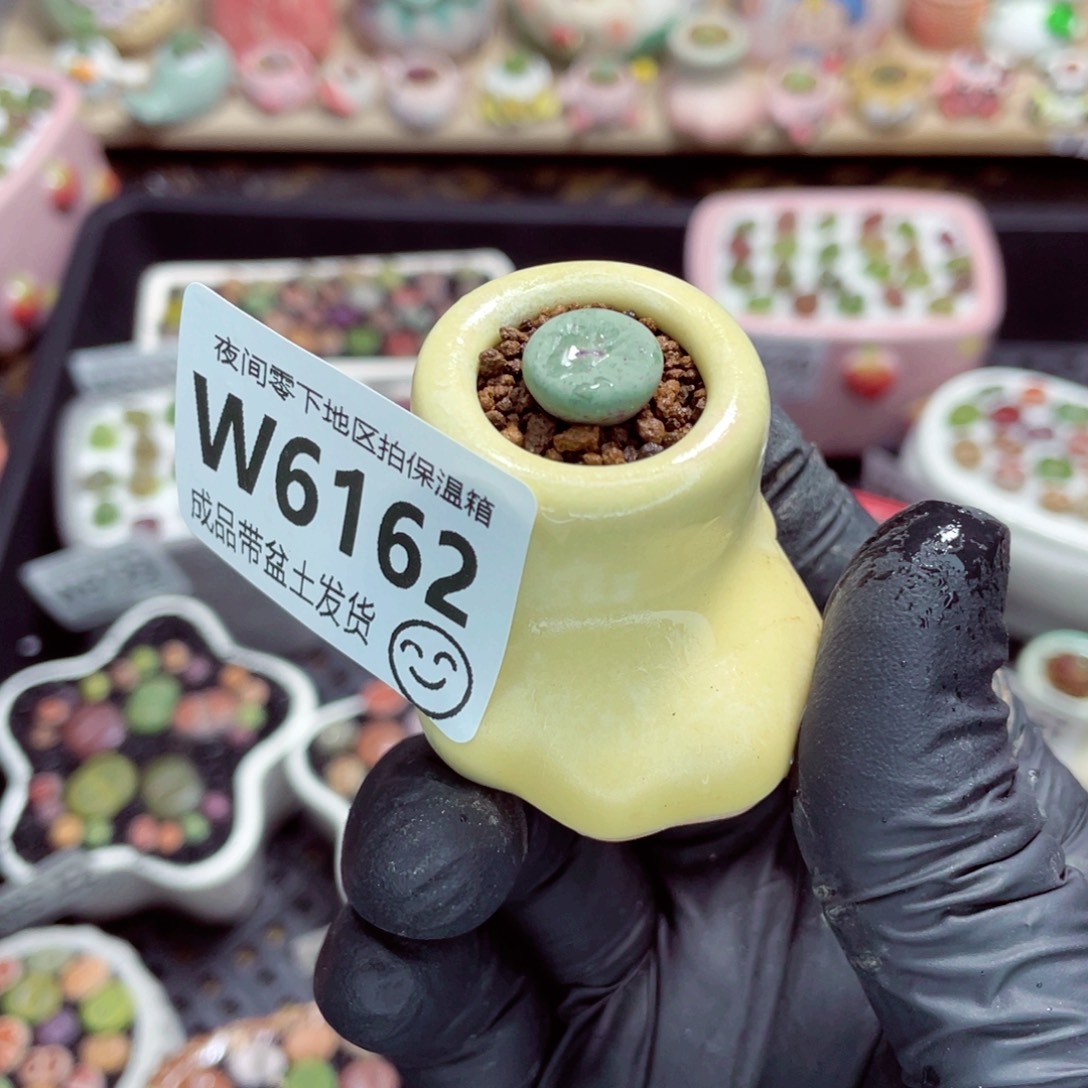 夜间零下地区拍保温箱w6162