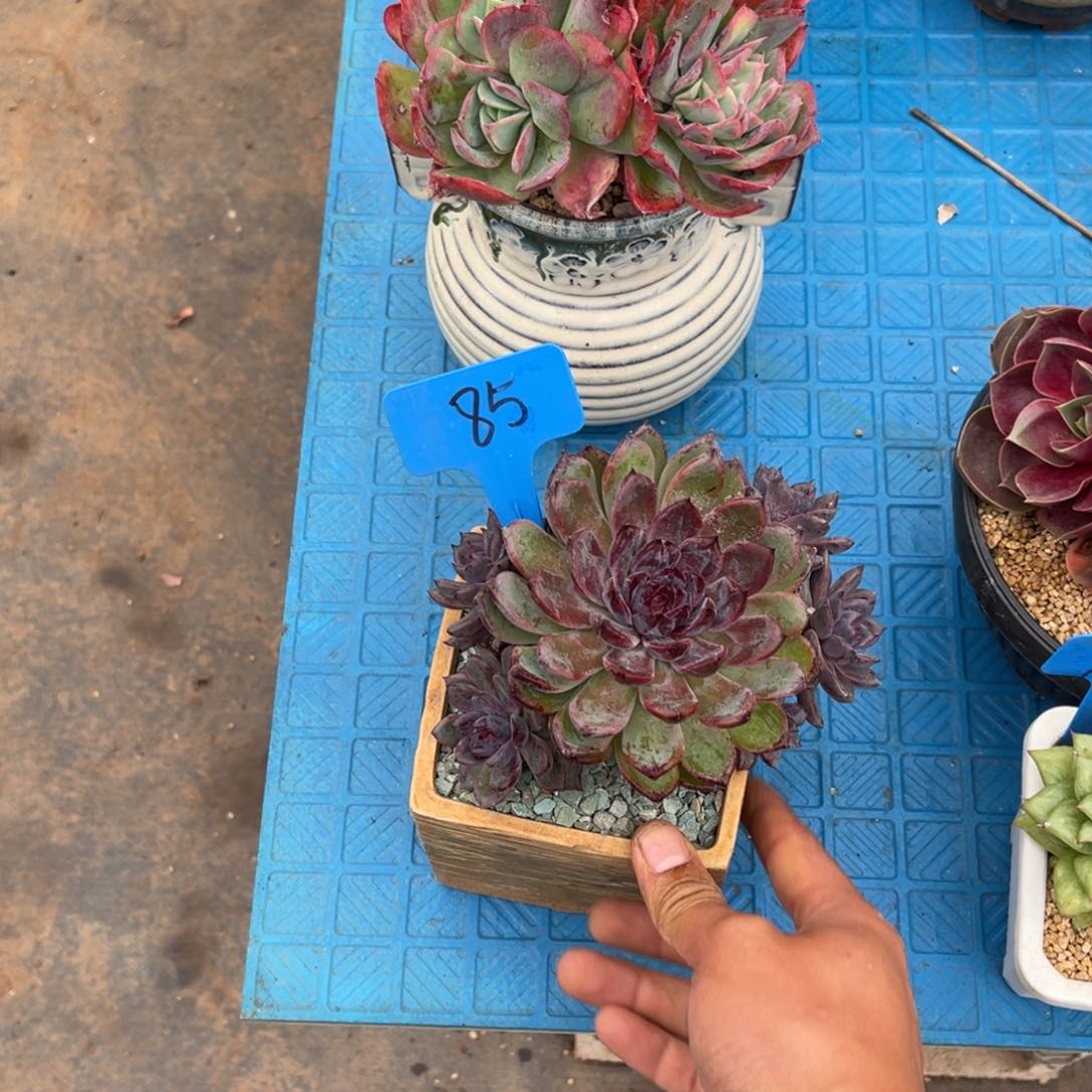 吖*姐0085蓝莓多肉植物