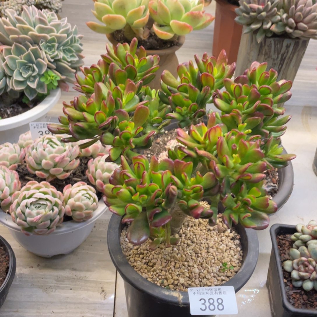 黑大帅多肉388吸财树