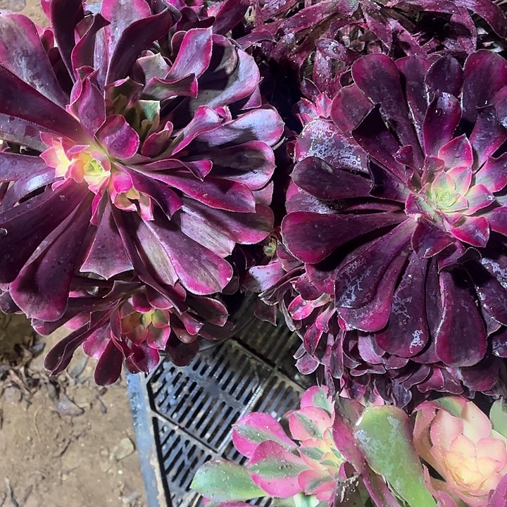 美杜莎两颗脱土18.8