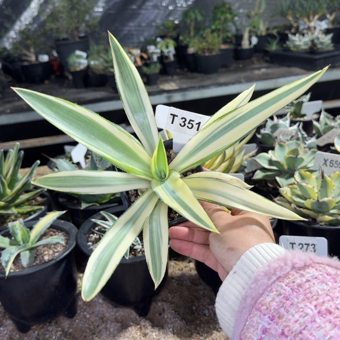 福利翡翠盘锦脱土发