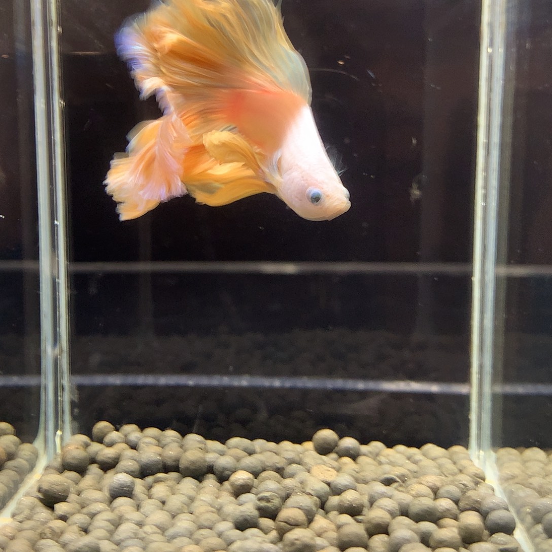 斗鱼七弟泰国斗鱼152