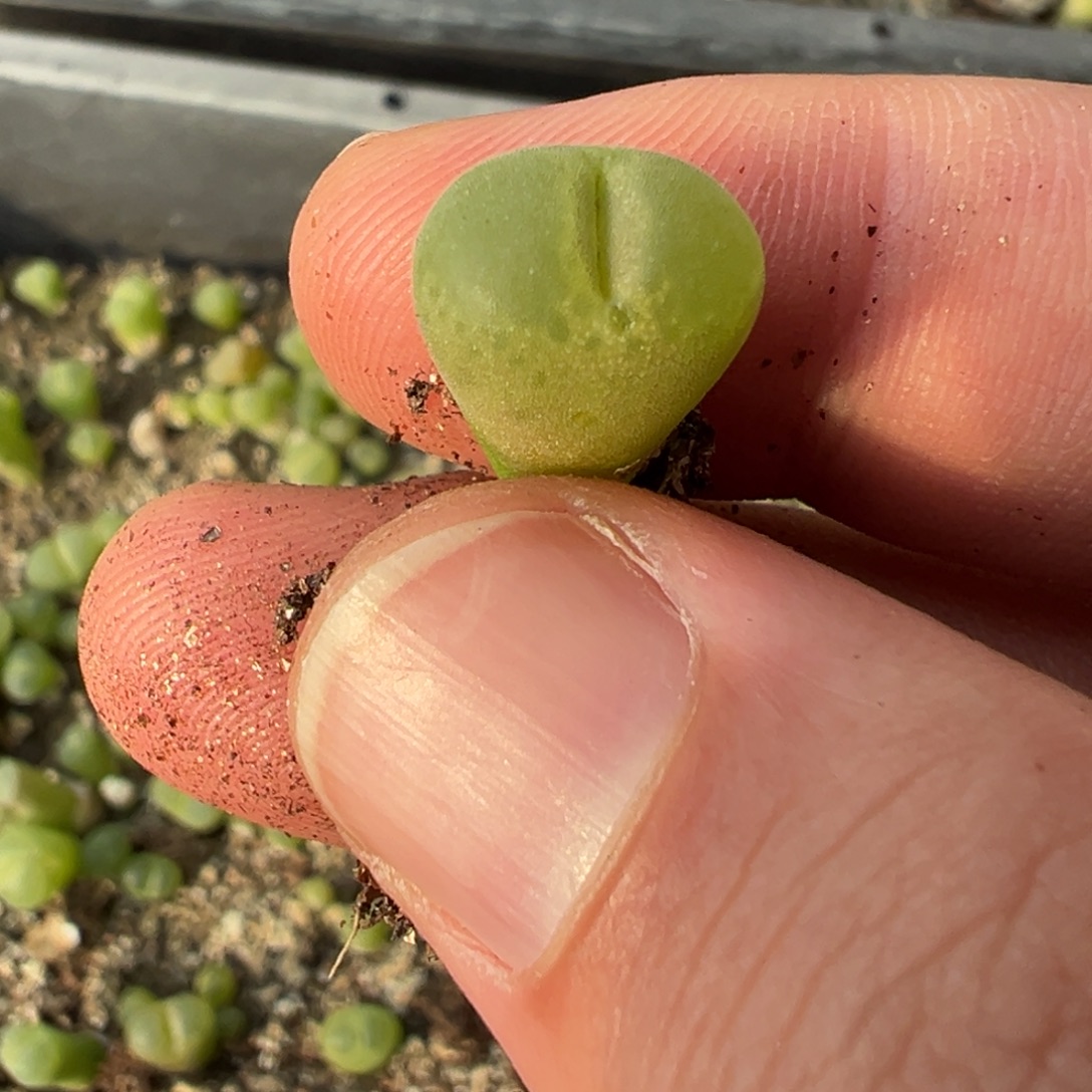 量拍朗古姆风铃5颗