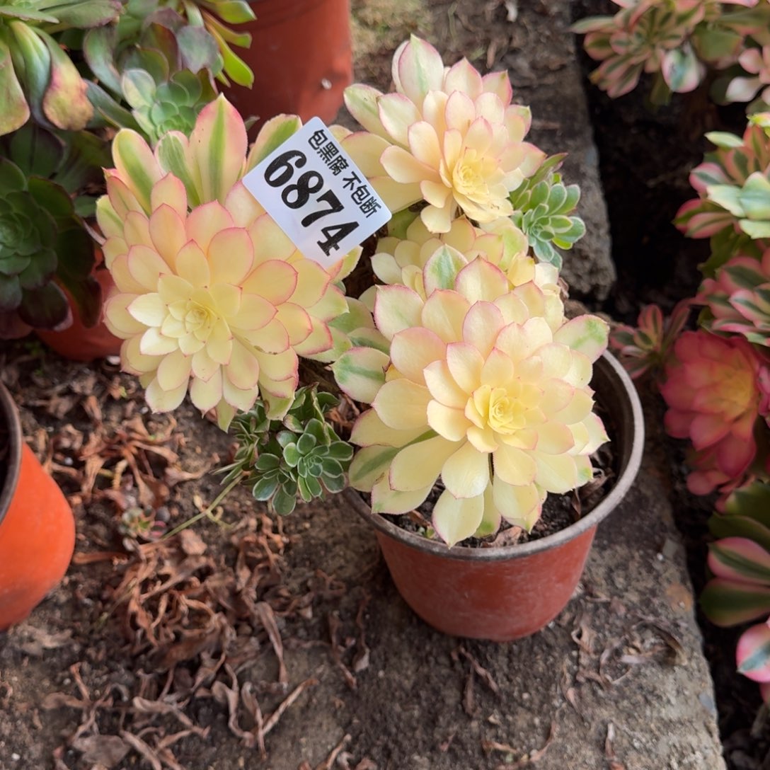 法师丘比特砍头无售后6874 19-48