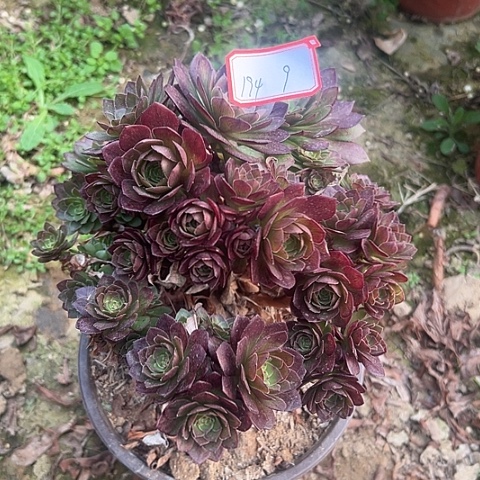 多肉植物红魔194