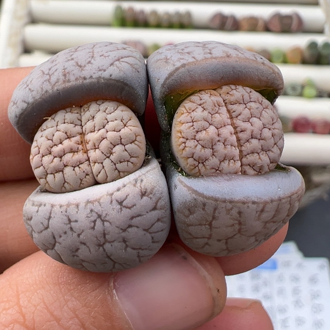 12.24好看的多肉脱土发货623