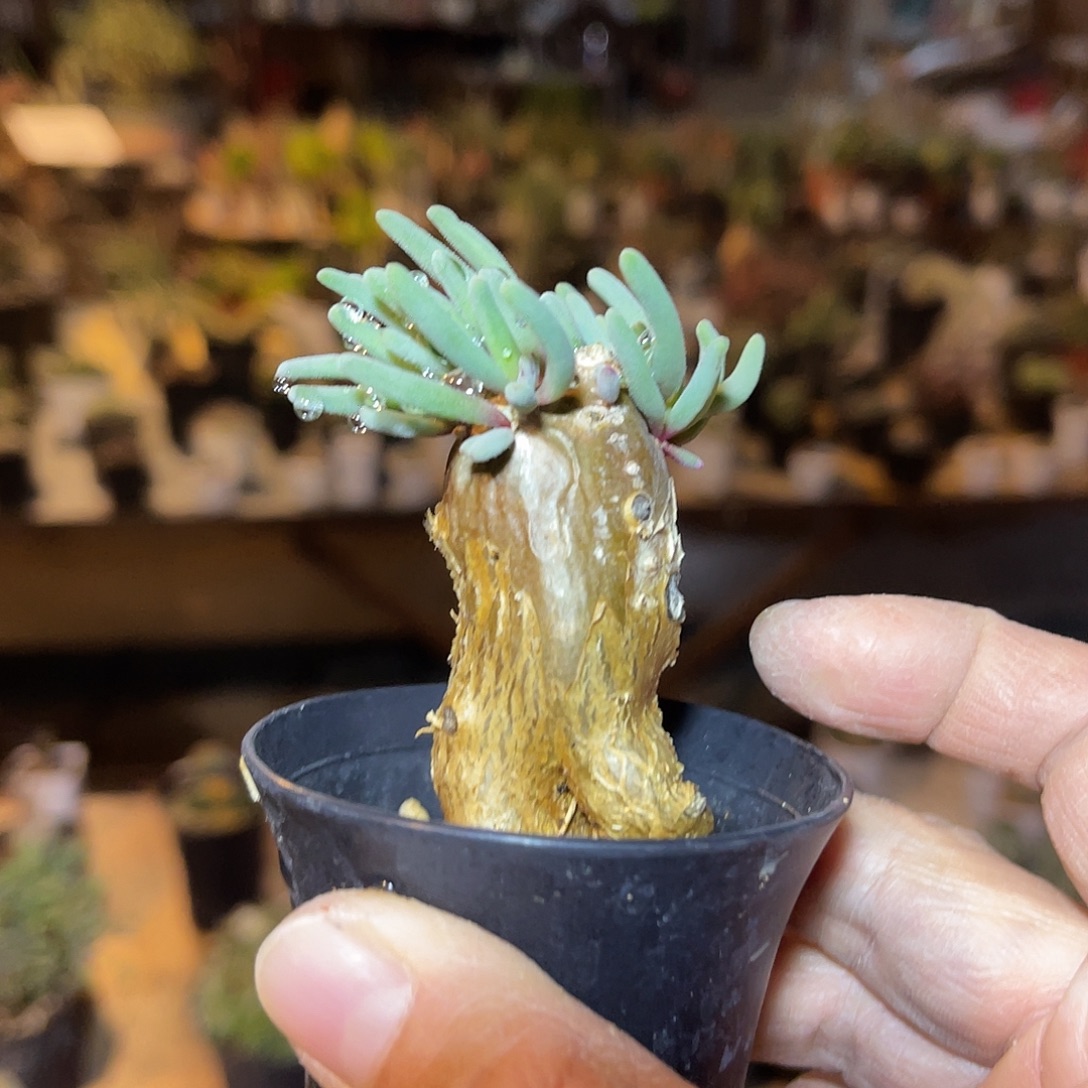 实生淡清霜一物一拍