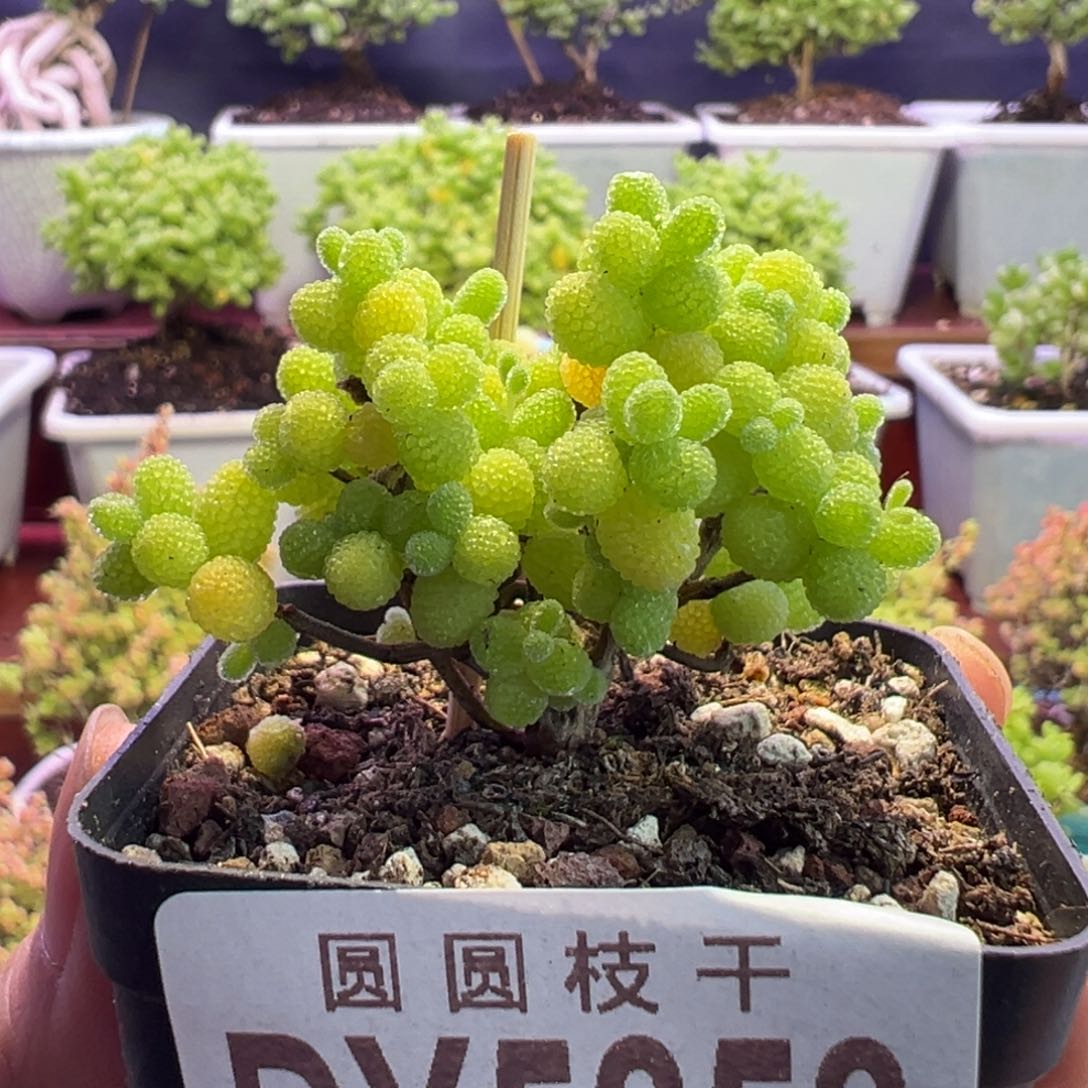 528开播福利金桔一物一拍