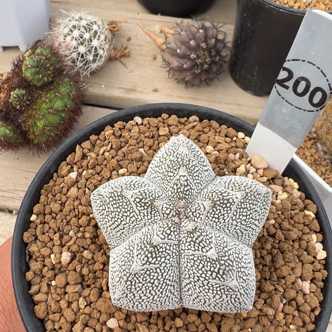 恩冢鸾凤玉仙人球多肉植物200