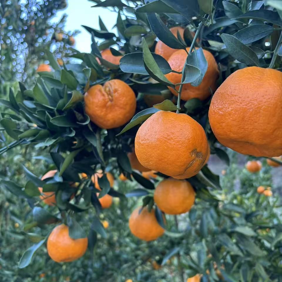 贵州高山椪柑产直发