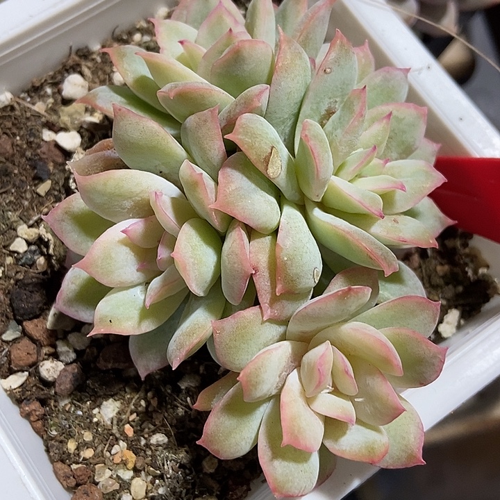 多肉植物美玫瑰天使锦983