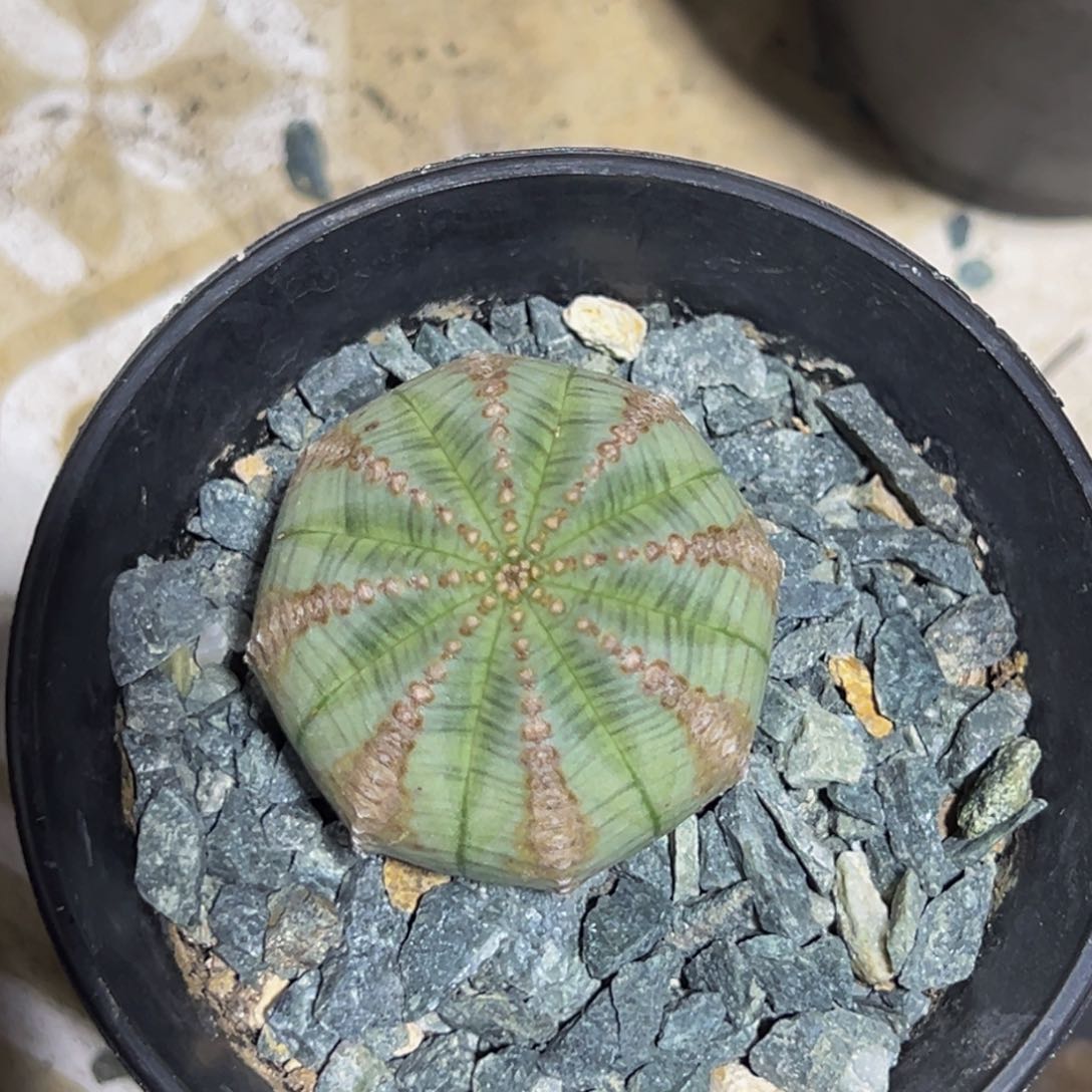 m白肌锈斑布纹球实生