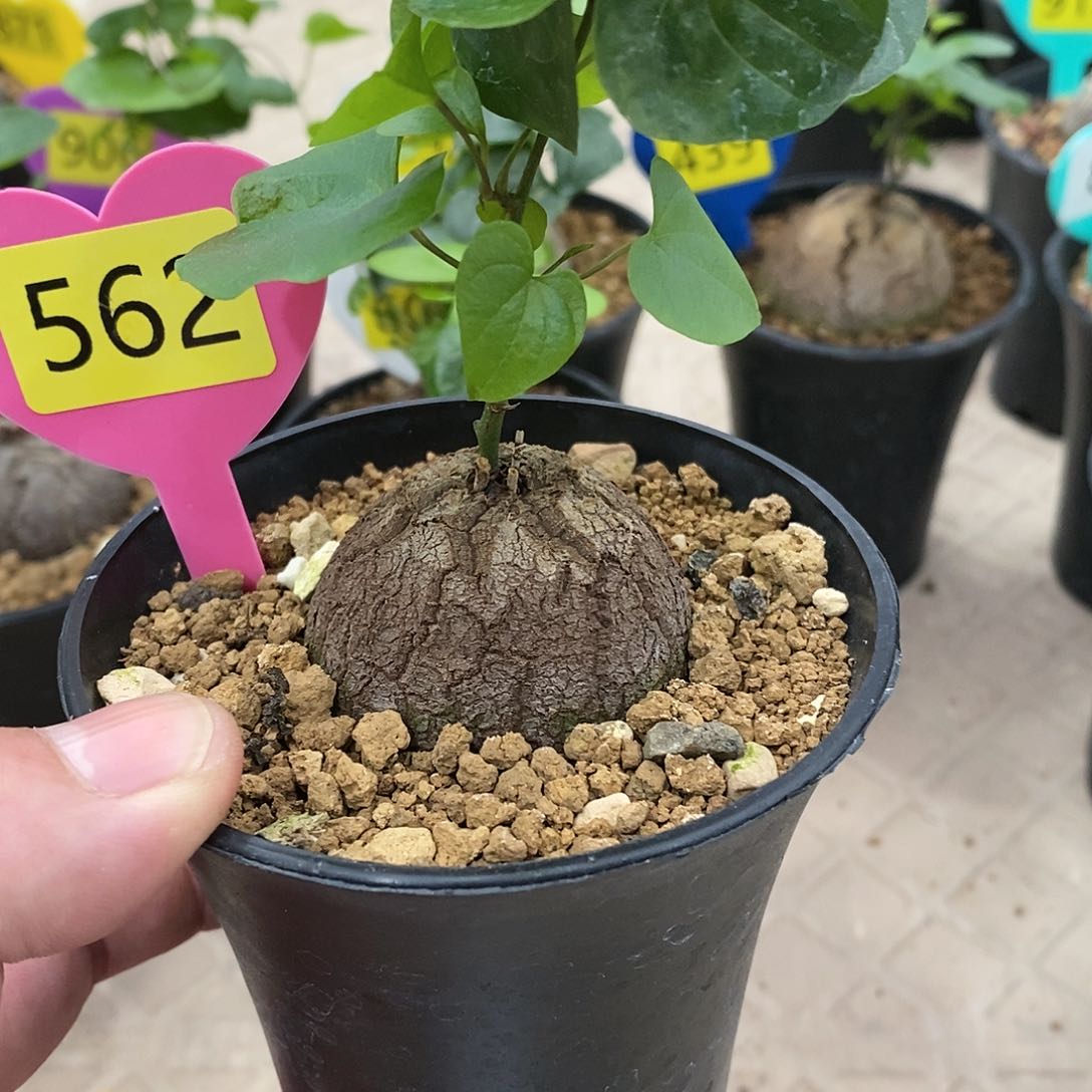 南非龟甲龙龟甲龙