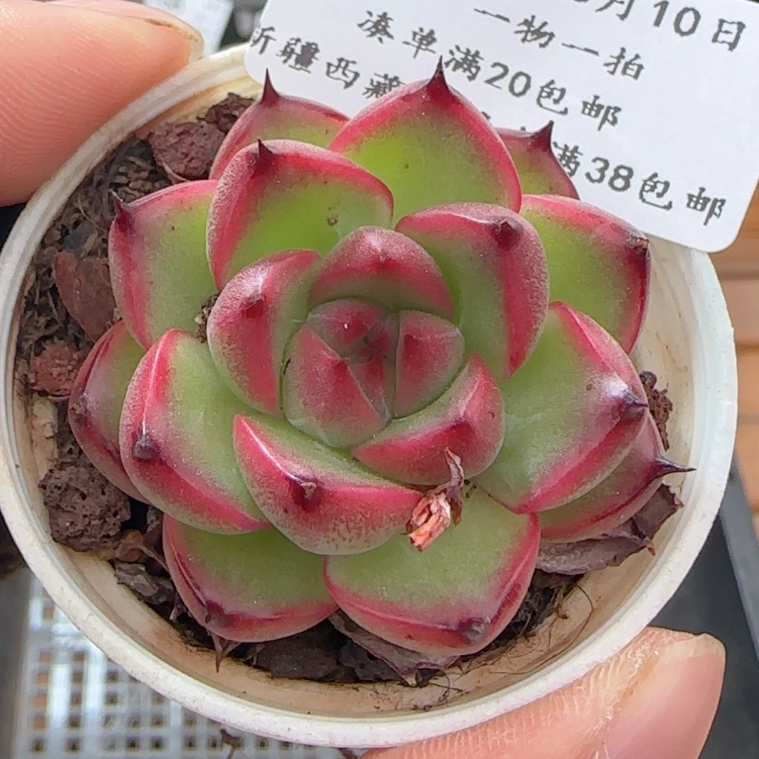 0610-163福利福利