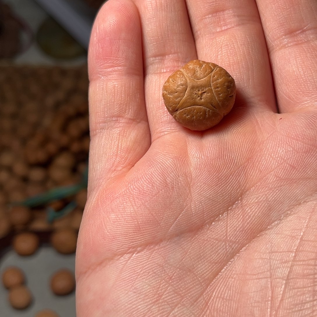 桃核吊坠19.6mm麒麟眼，开孔不退，偏远不包