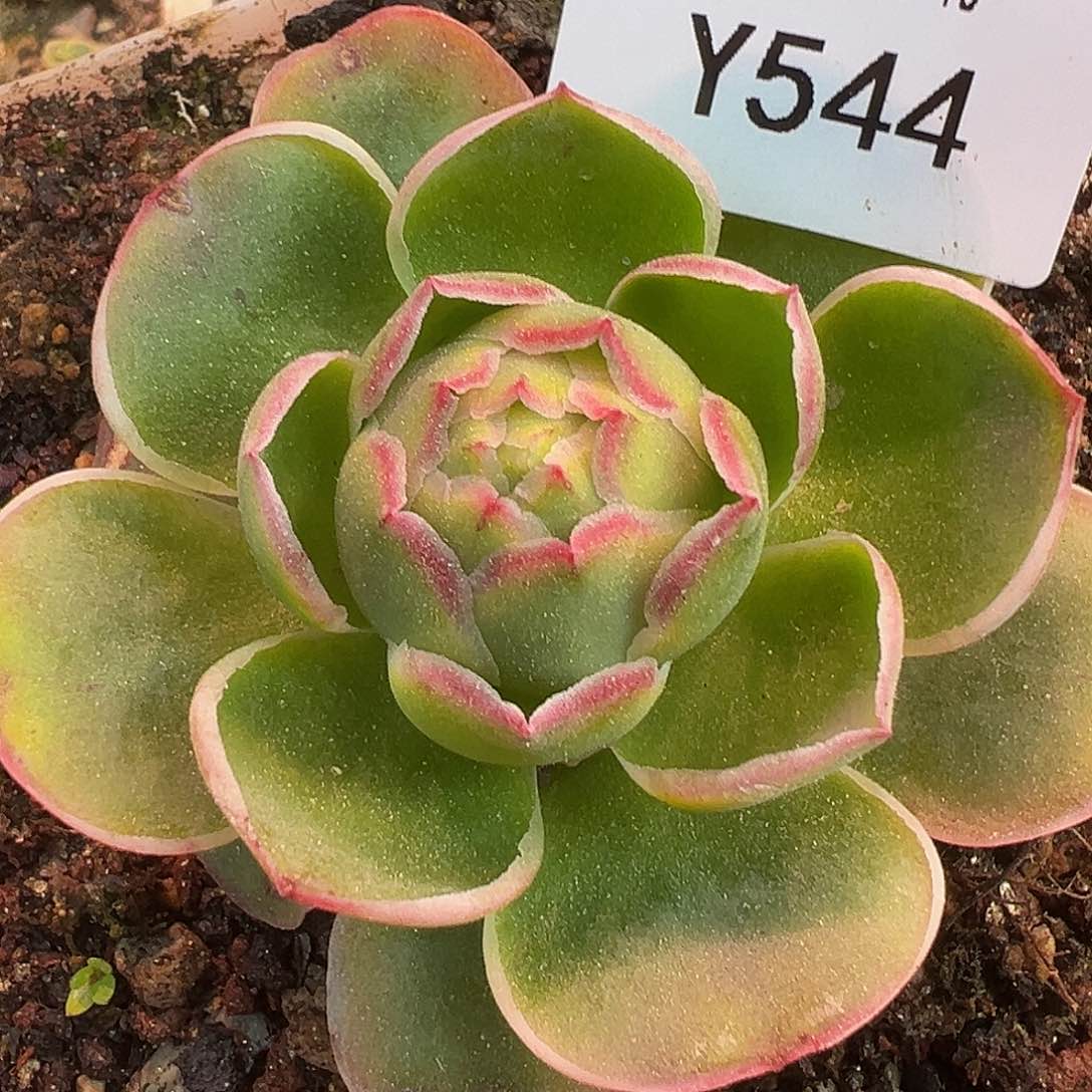 杨544 自留大宽边