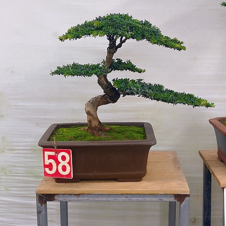 不开花植物58罗汉松