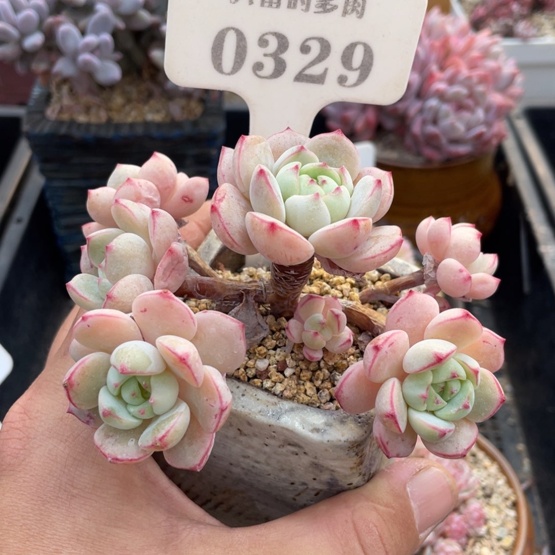 0329香草不带盆12厘米