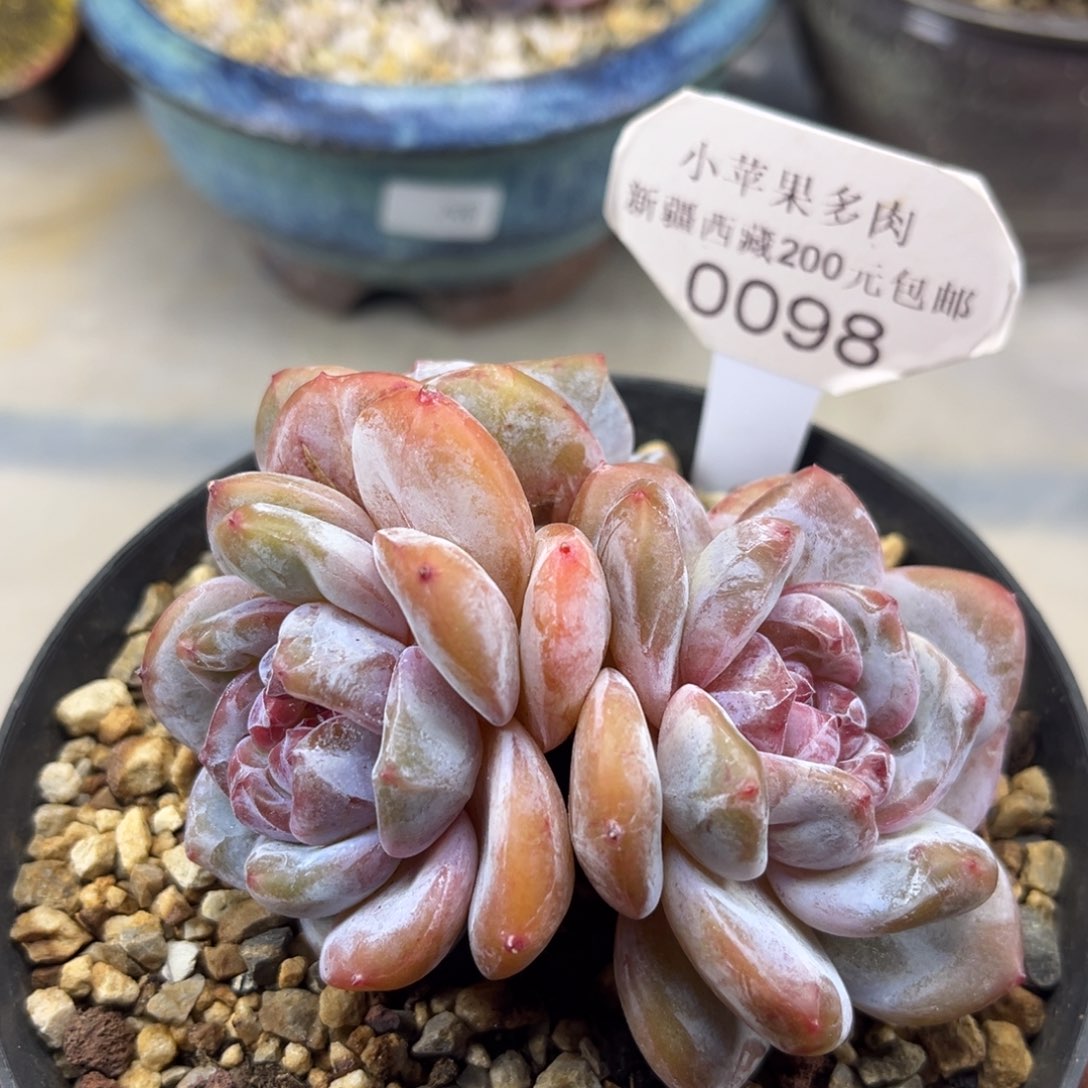 绿底紫心098/10cm3头