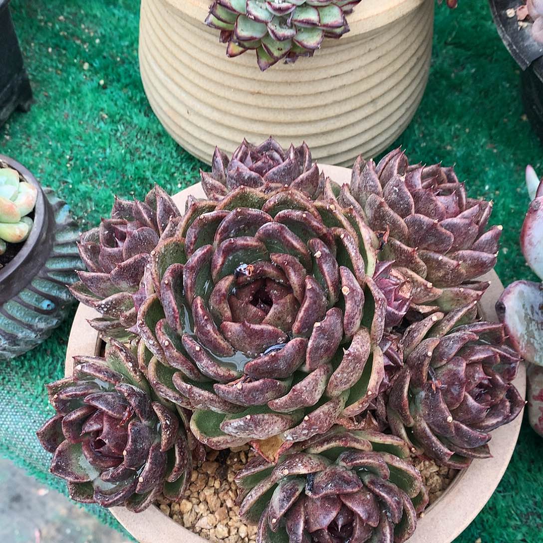 黑水晶一物一拍24-142