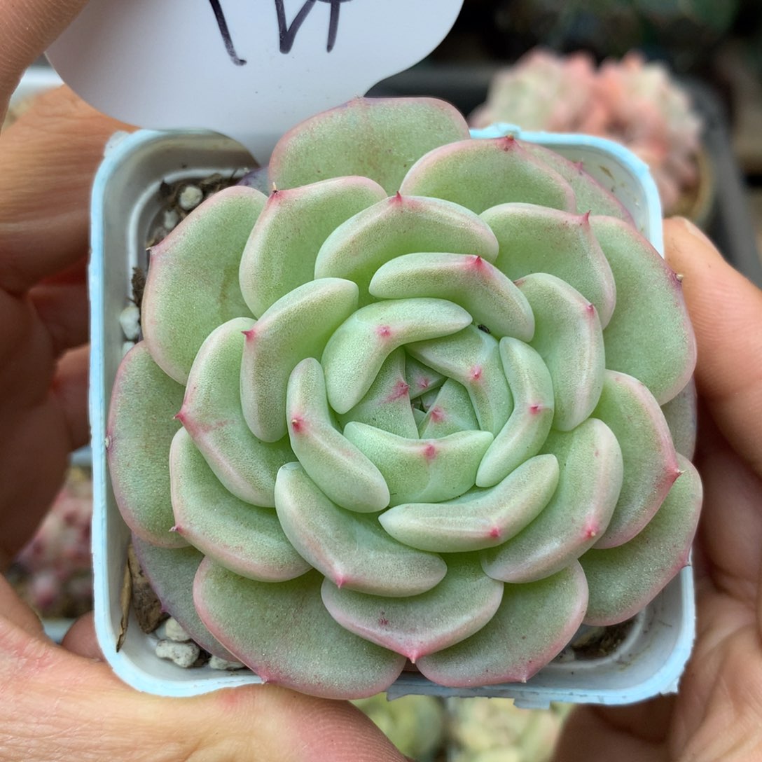 定繁珍妮麦秆单头124