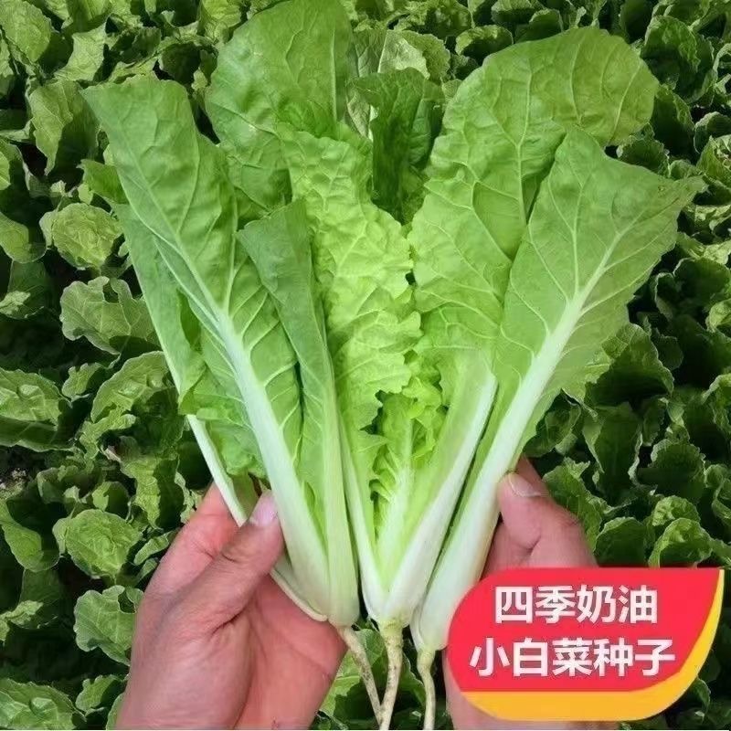 【奶油小白菜种子】四季奶油小白菜种子春夏四季庭院阳台蔬菜种子