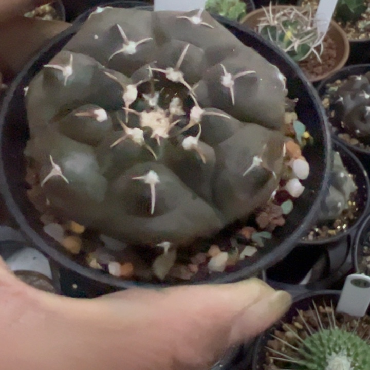 完全开放实生铅皮脱土发