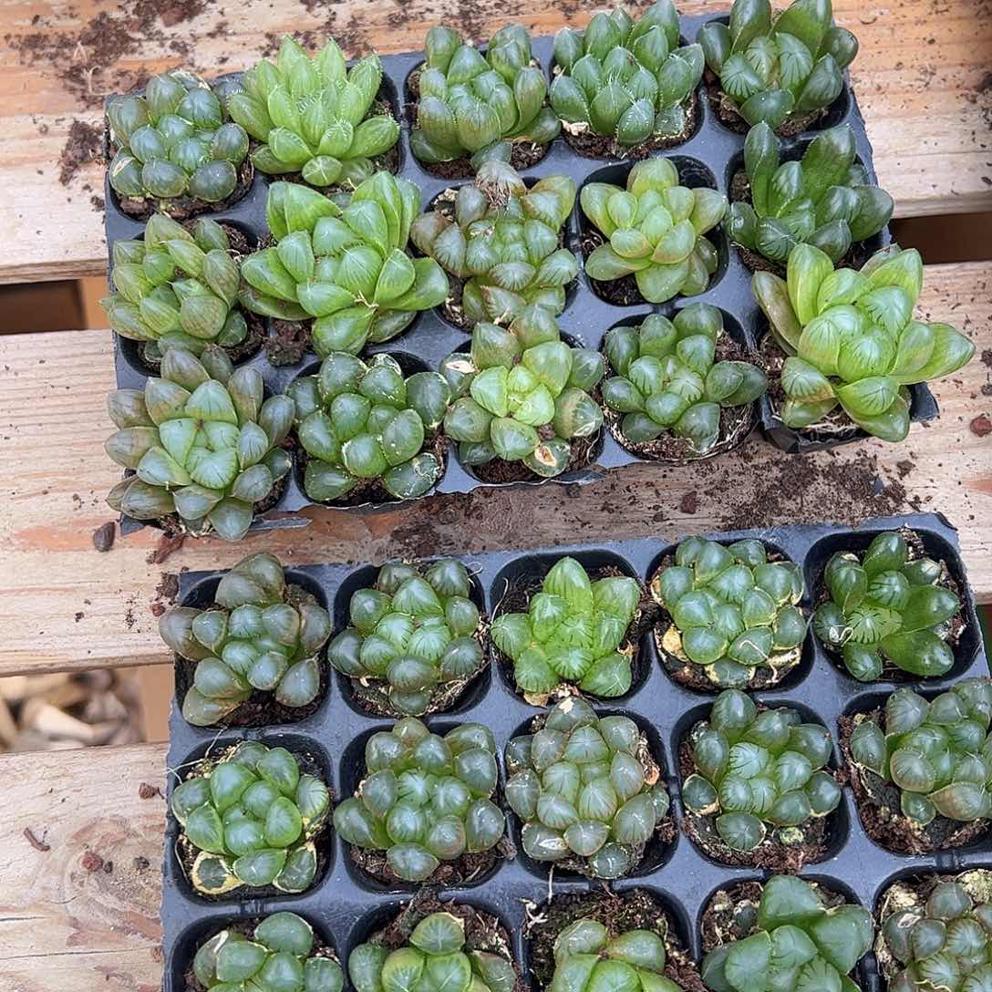 105孔玉露15颗随机带穴盘量拍