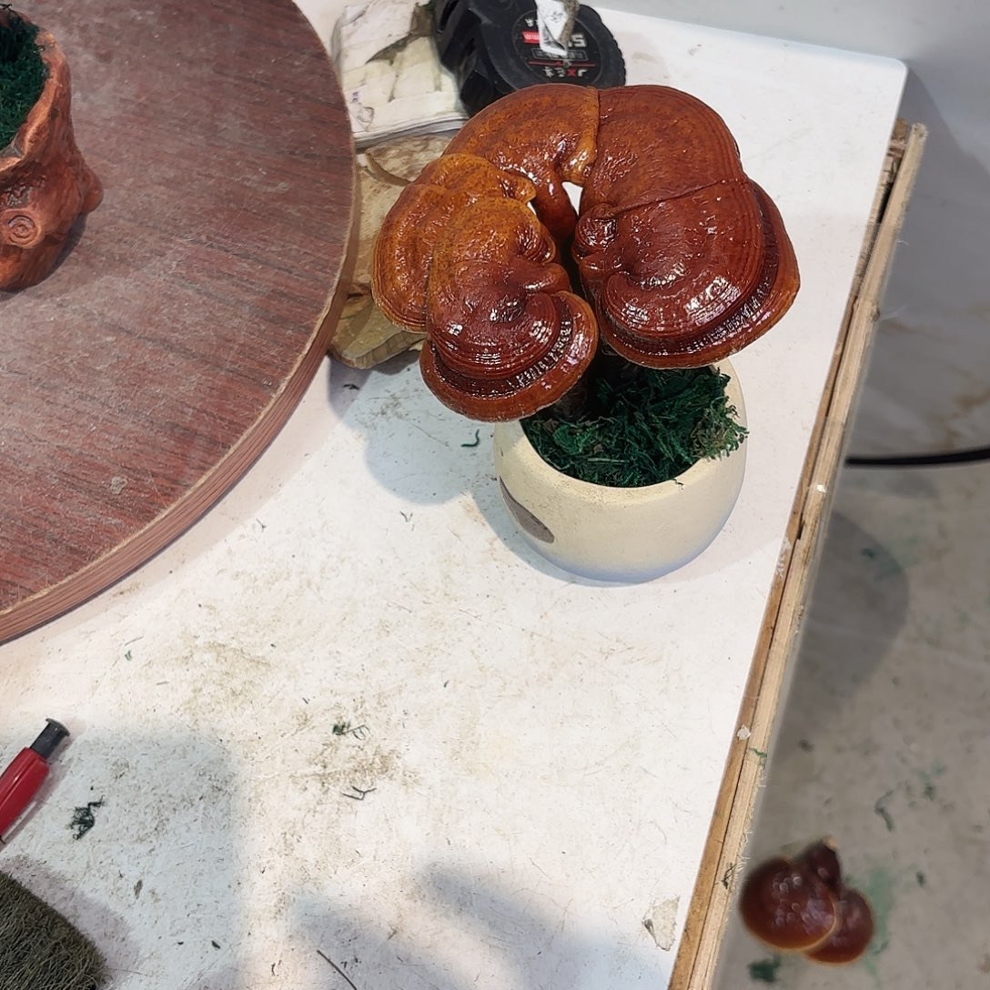 ****.无花朵灵芝8888888888888888888