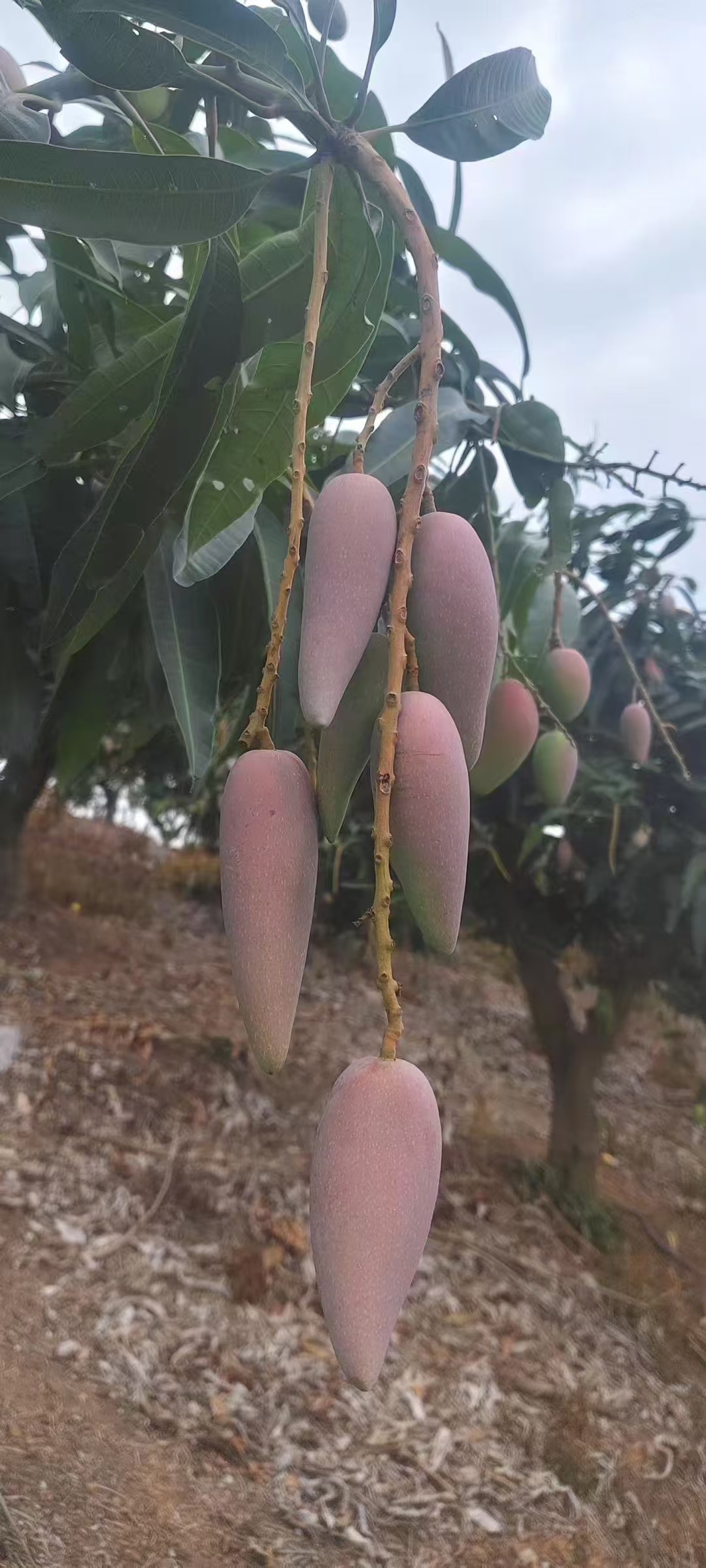 百色市芒果辣椒芒