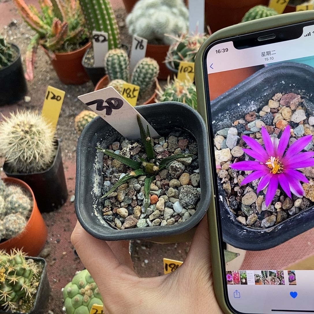 李***╰龙舌兰牡丹仙人球球