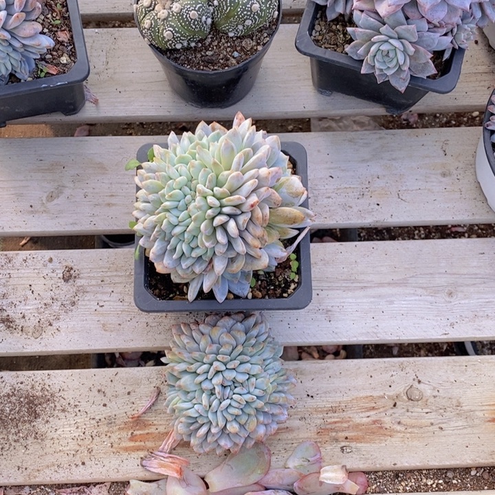 晚***鸣石榴紫缀两颗111111