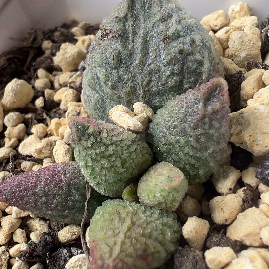 实生底叶苗纹路款多肉植物水泡