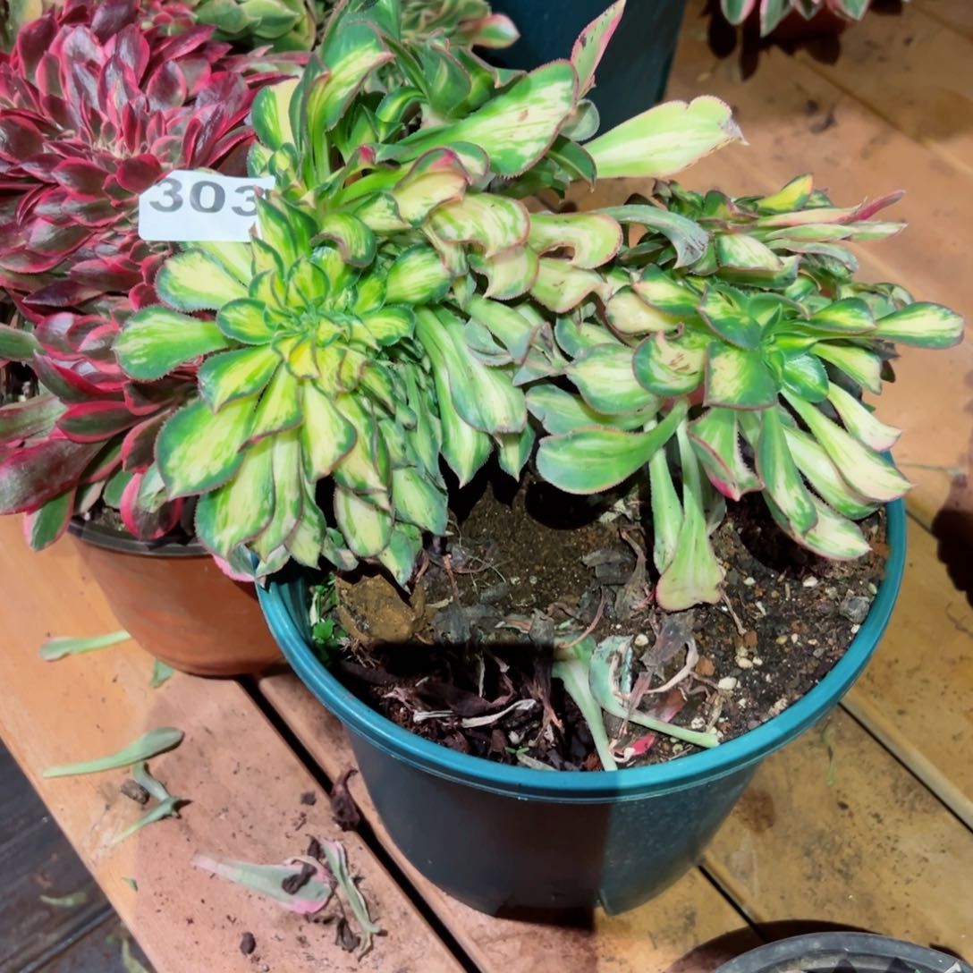 303 号多肉法师新年福利