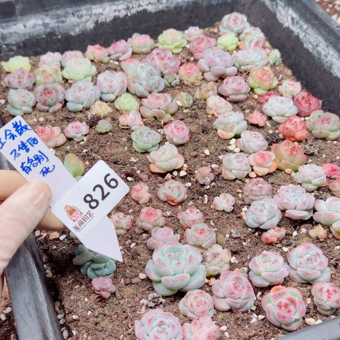 多肉植物多肉植物