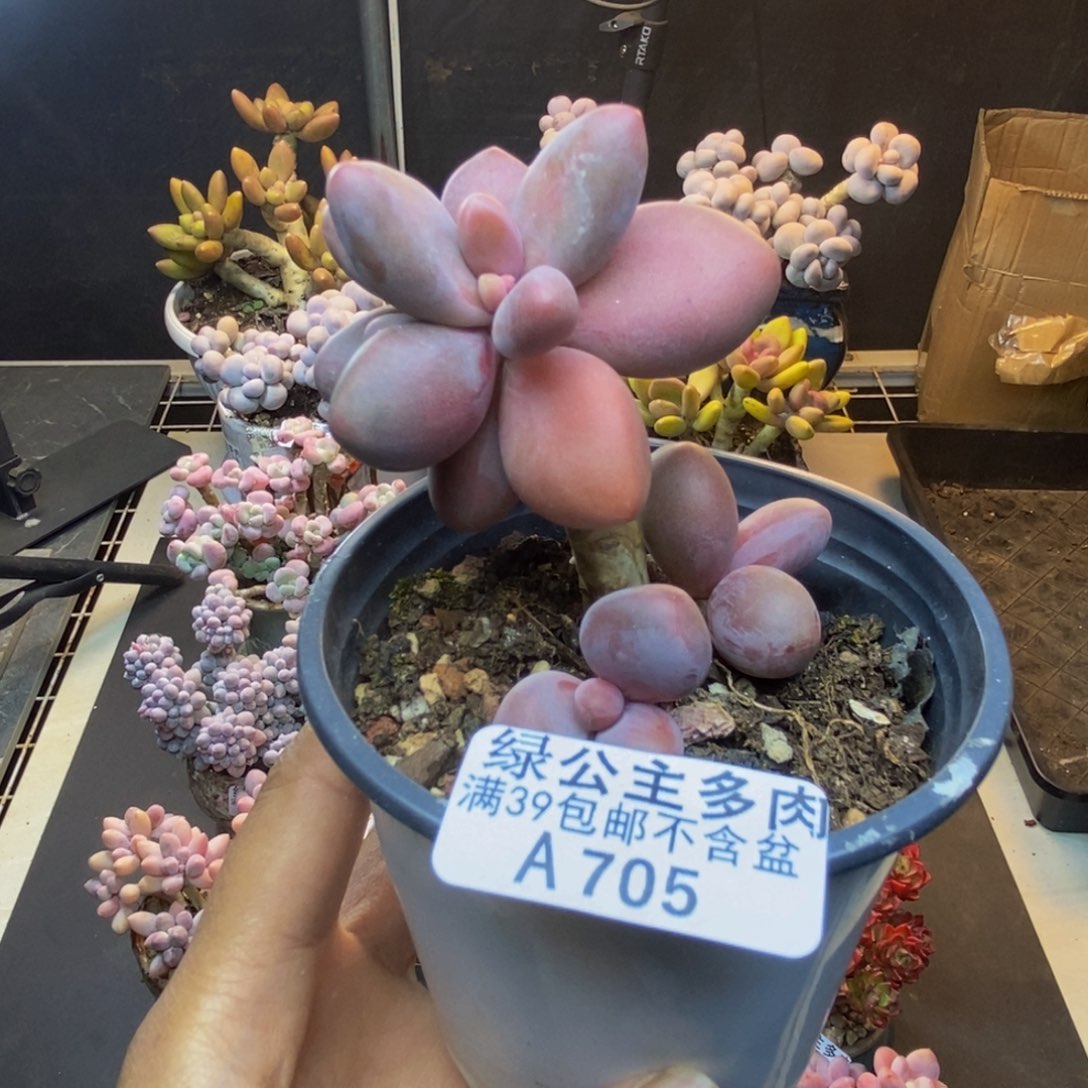 705糖果美人多肉6c m