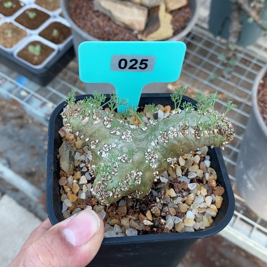 白皮越界多肉植物