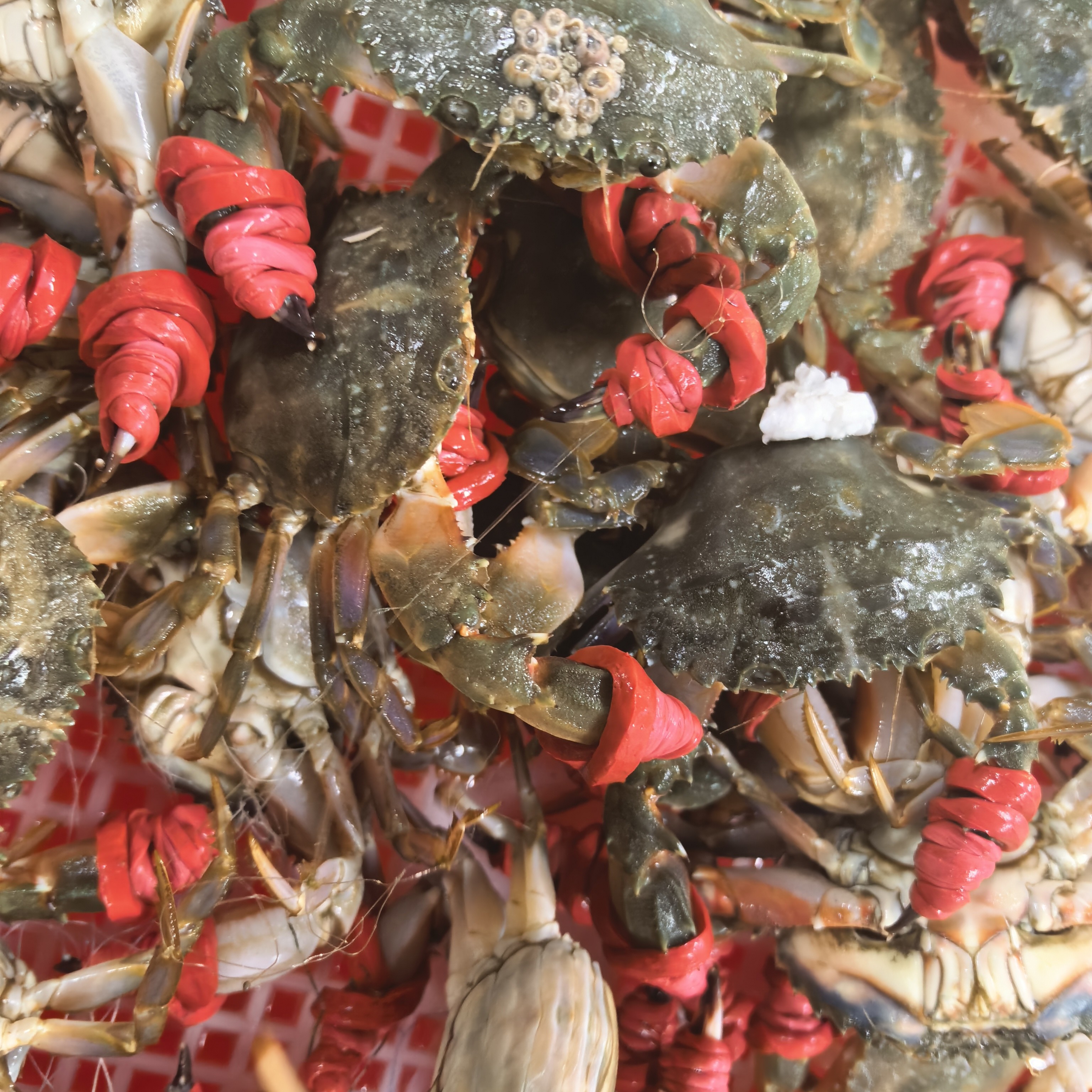 [2]小富生鲜花盖蟹（2斤50）保鲜不保活