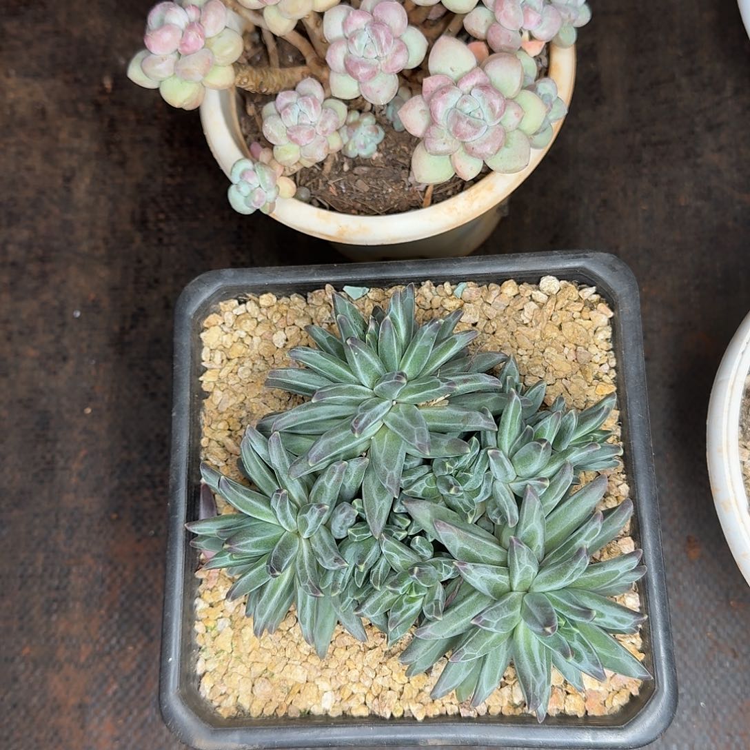 萍***2梵高美人多肉一颗发货