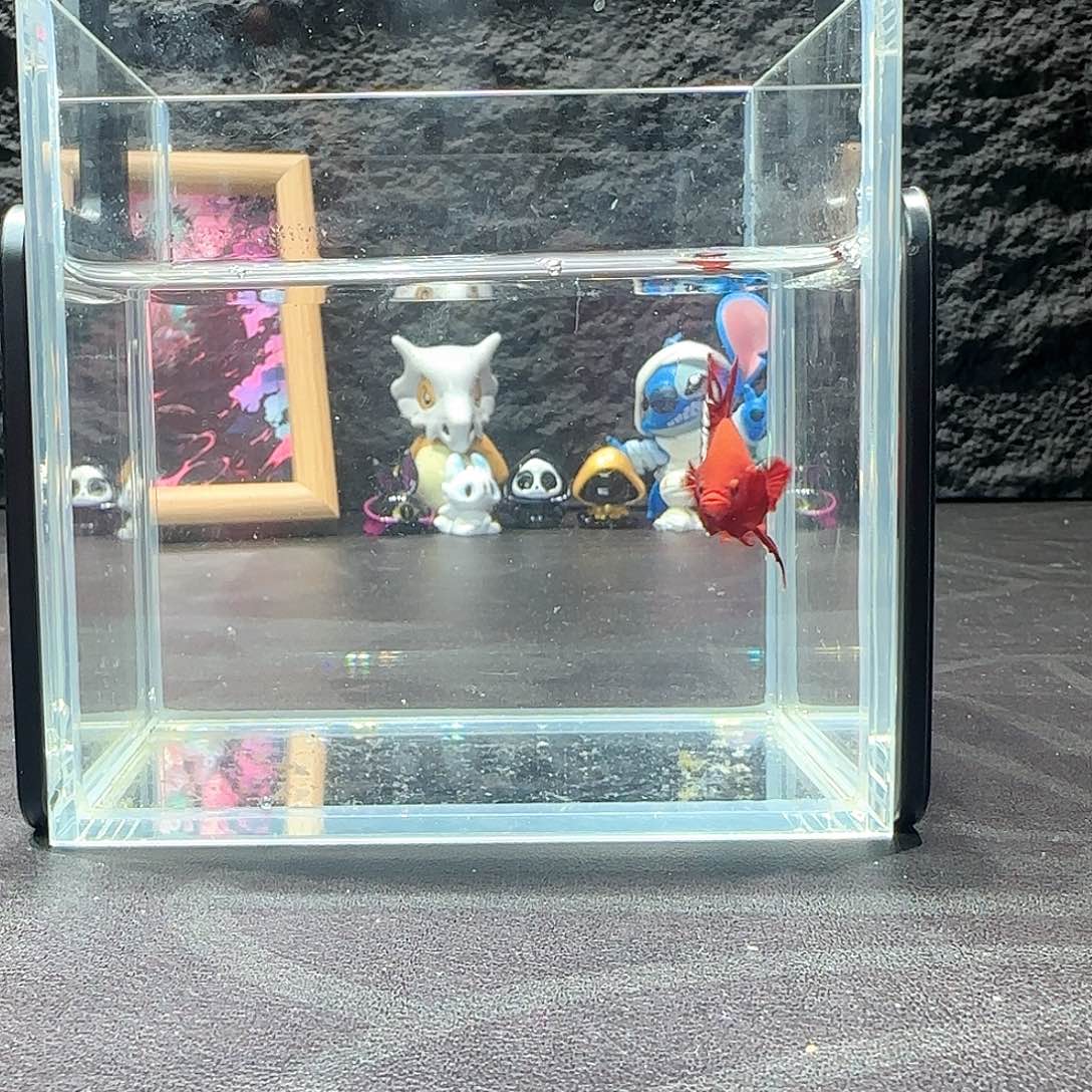 斗鱼十二月二十七号