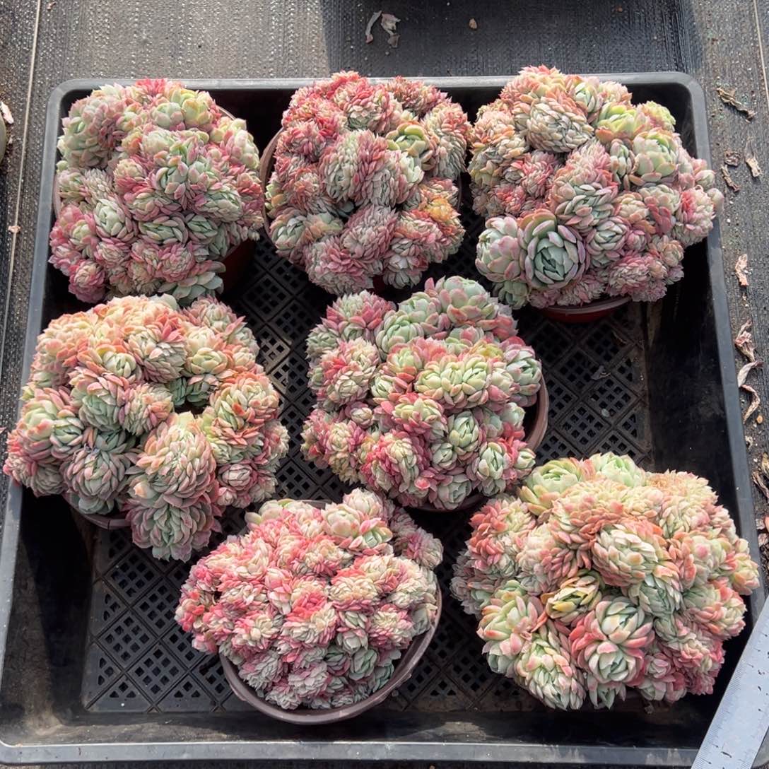 贝瑞缀，图中任意一颗，尺寸15+